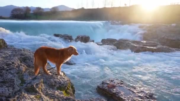 Cão Cachoeira Nascer Sol Nova Scotia Duck Tolling Retriever Uma — Vídeo de Stock