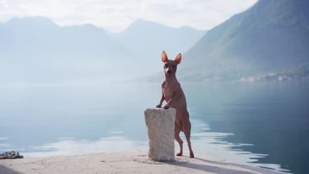 Köpek Taşların Üzerinde Denizin Dağların Arka Planına Karşı Duruyor Amerikan — Stok video