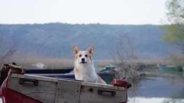 Teknedeki köpek. Mutlu Corgi Pembroke gölde, doğada