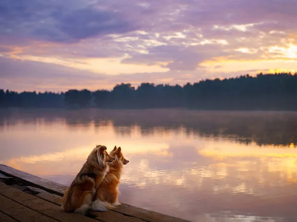 Two Dogs Lake Sit Wooden Bridge Watch Sunrise Beautiful Shelties — Stock Photo, Image