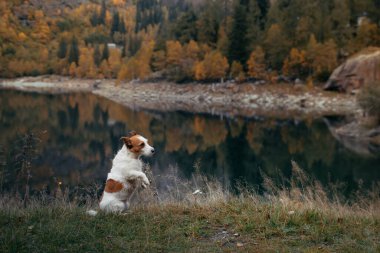 Sonbaharda göldeki köpek. Şirin Jack Russell teriyeri dağların arka planına karşı doğada