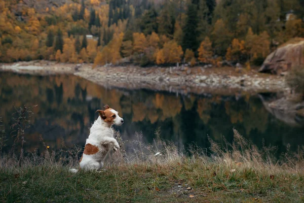 Perro Lago Otoño Cute Jack Russell Terrier Naturaleza Contra Telón — Foto de Stock