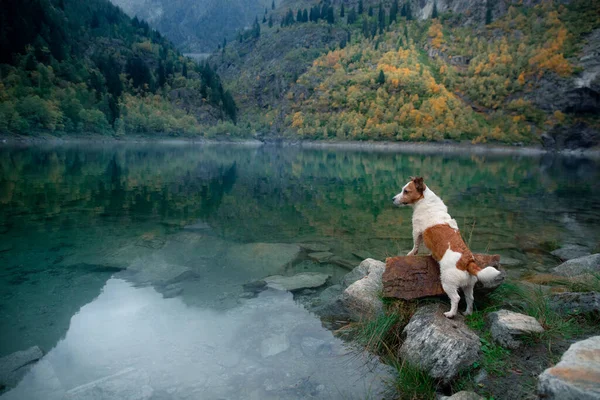 Pies Jeziorze Jesienią Cute Jack Russell Terrier Przyrodzie Tle Gór — Zdjęcie stockowe