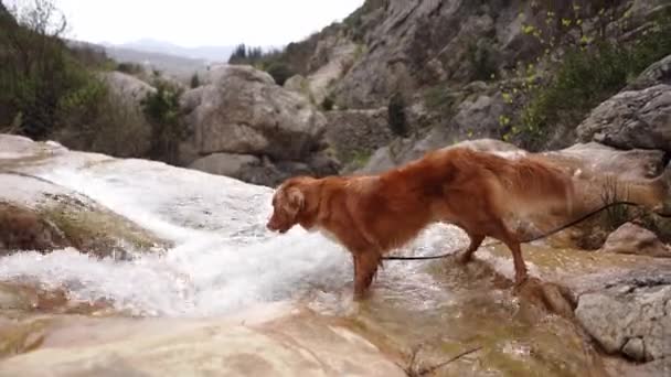Cão Cachoeira Brincando Pegando Água Nova Scotia Duck Retriever Natureza — Vídeo de Stock