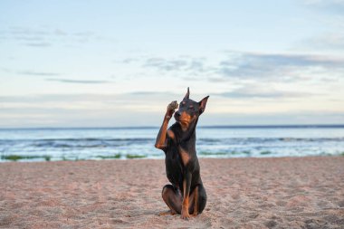 Alman Standart Pinscher sahilde, deniz kenarında. Doğadaki köpek suda.
