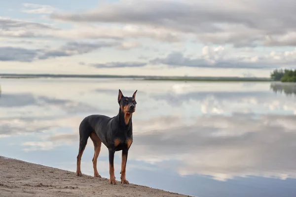 Alman Standart Pinscher Sahilde Deniz Kenarında Doğadaki Köpek Suda — Stok fotoğraf