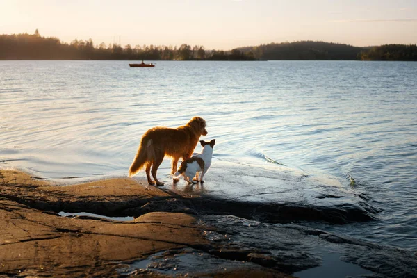 Hund See Kleiner Tapferer Jack Russell Terrier Und Nova Scotia — Stockfoto