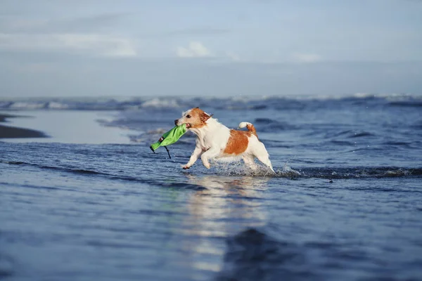 那条在海滩上带着玩具跑的狗 Jack Russell Terrier在海上玩在室外活动的宠物 — 图库照片
