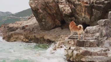 Denizde taş üstünde köpek. Shiba Inu, mavi suyun yanında.