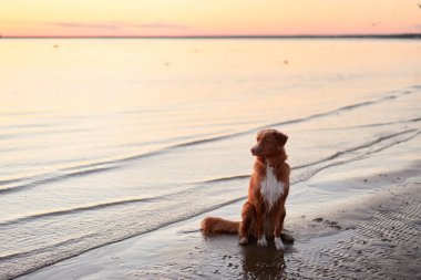 Gün batımında denizde bir köpek. Nova Scotia Duck Tolling Retriever arka planda. Güneşli doğada güzel bir hayvan