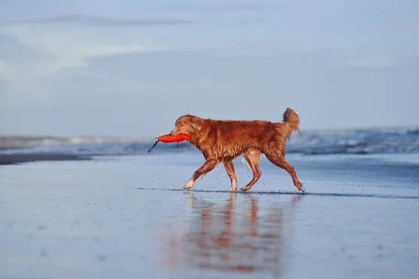 Cane Rosso Che Corre Con Giocattolo Sulla Spiaggia Nuova Scozia — Foto Stock
