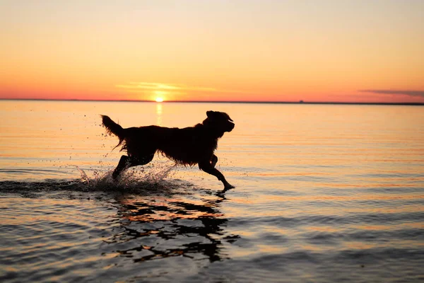 Pes Moři Při Západu Slunce Nova Scotia Duck Tolling Retriever — Stock fotografie