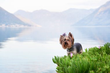 Köpek mavi dağların arka planında setin üzerinde. Şirin ve küçük Yorkshire teriyeri güneşin doğuşunda suyun yanında.. 