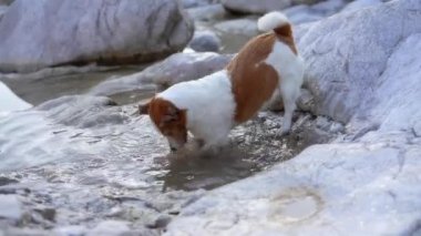 Köpek su sıçratıyor, çukur kazıyor. Komik Jack Russell Terrier doğada 