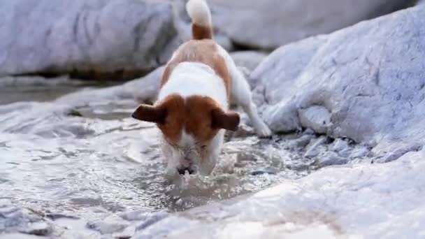 Собака Брызгает Водой Выкапывает Яму Смешной Джек Рассел Терьер Природе — стоковое видео