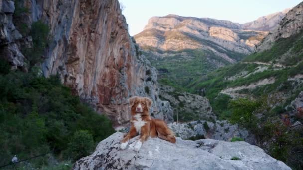 Cão Vermelho Nas Montanhas Caminhadas Com Animal Estimação Nova Escócia — Vídeo de Stock