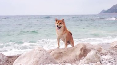 Denizde taş üstünde köpek. Shiba Inu, mavi suyun yanında ve el salla. 