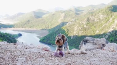 Köpek bir tepenin üzerinde duruyor ve nehre bakıyor. Yorkshire Teriyeri doğada, dağlardaki suyun yakınında. Bir evcil hayvanla macera
