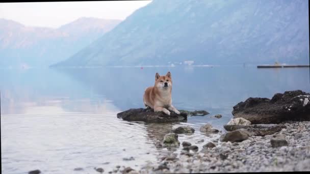 石の上の海に犬 青い水と波の近くの芝犬 — ストック動画