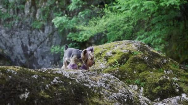 Perro Musgo Cerca Cascada Lindo Yorkshire Terrier Naturaleza — Vídeo de stock