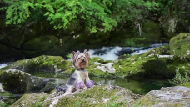 滝の近くの苔の上に犬 自然の中でかわいいヨークシャーのテリア — ストック動画