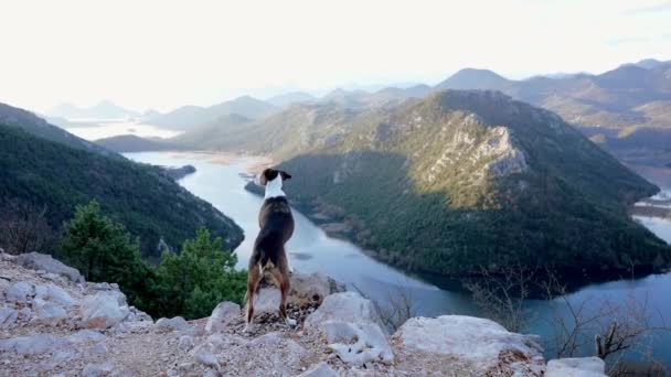 Собака Стоит Вершине Смотрит Вниз Реку Смесь Скал Природе Воды — стоковое видео