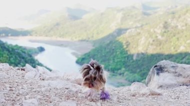 Dağ nehrinin arka planında küçük bir köpek. Cesur Yorkshire Teriyeri doğada