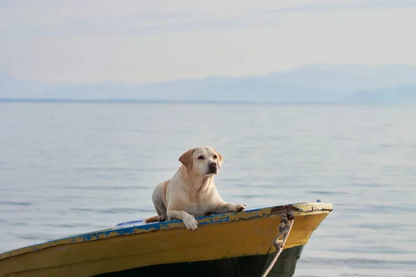 dog on the boat. Fawn Labrador retriever in nature on the background of the lake. Traveling with a pet. vacation