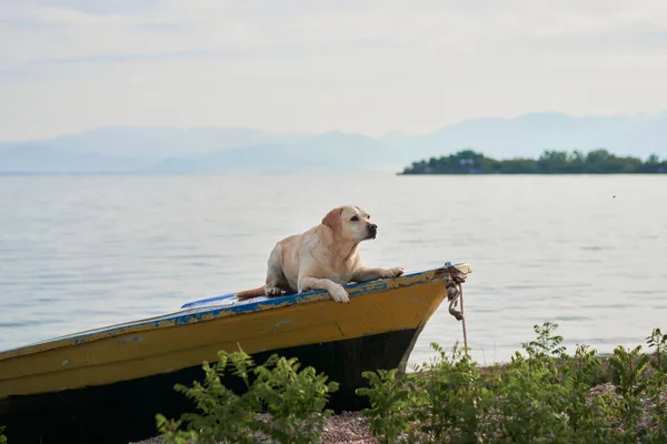 dog on the boat. Fawn Labrador retriever in nature on the background of the lake. Traveling with a pet. vacation