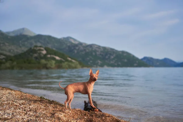 Köpek Denizin Dağların Arka Planında Sahilde Duruyor Amerikan Kılsız Teriyeri — Stok fotoğraf