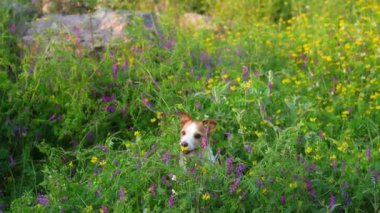Yabani çiçeklerdeki köpek. Yaz havası. Komik ve neşeli Jack Russell Teriyer çiçekleri içinde