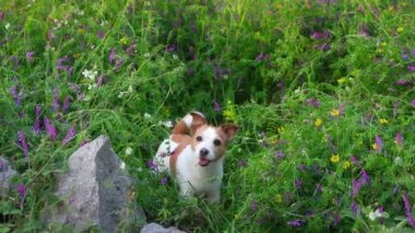 Yabani çiçeklerdeki köpek. Yaz havası. Komik ve neşeli Jack Russell Teriyer çiçekleri içinde