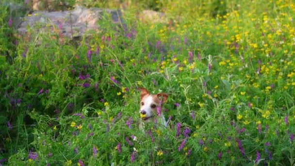 Pes Divokých Květinách Letní Náladu Vtipný Veselý Jack Russell Teriér — Stock video