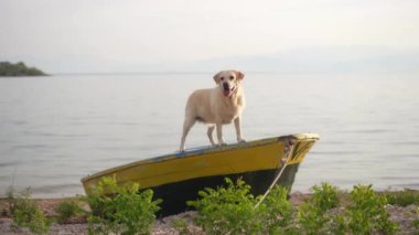 Köpek teknede. Gölün arka planında Fawn Labrador Retriever var. Bir evcil hayvanla seyahat etmek. tatil