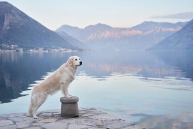 Köpek, dağların ve denizin zeminine karşı setin üzerinde duruyor. Golden Retriever deniz kenarında. Doğada evcil hayvan.
