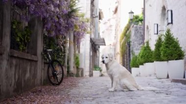  Köpek şehirde caddede yatıyor. Eski şehir merkezinin mimarisinin arka planında Golden Retriever. Evcil bir hayvanla yürüyorum