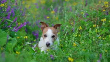 Yabani çiçeklerdeki köpek. Yaz havası. Komik ve neşeli Jack Russell Teriyer çiçekleri içinde