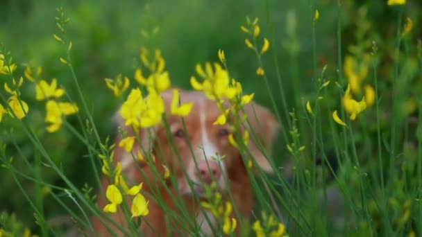 Pes Divokých Květinách Letní Náladu Nova Scotia Kachna Mýtný Retrívr — Stock video