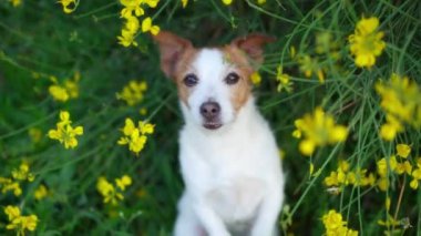 Sarı renkli köpek. Yaz havası. Komik ve neşeli Jack Russell Teriyer çiçekleri içinde