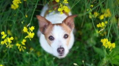 Sarı renkli köpek. Yaz havası. Komik ve neşeli Jack Russell Teriyer çiçekleri içinde