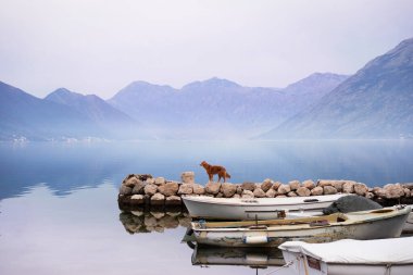 Denizin kenarında bir köpek var, Bay. Evcil bir hayvanla seyahat et. Nova Scotia ördeği av köpeğini doğada, Summer, Eco, Adventure