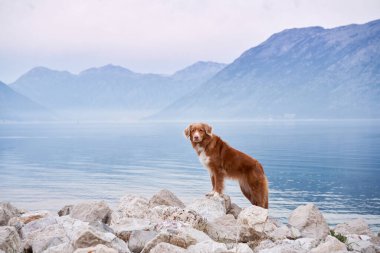 Denizin kenarında bir köpek var, Bay. Evcil bir hayvanla seyahat et. Nova Scotia ördeği av köpeğini doğada, Summer, Eco, Adventure