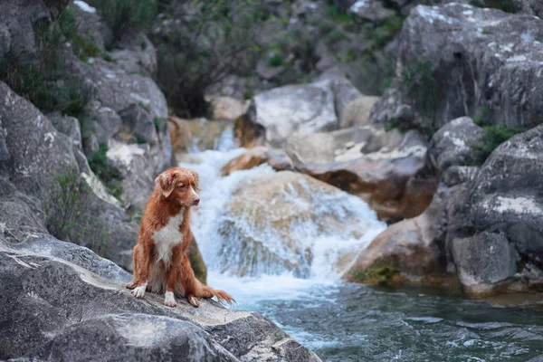 the dog sitting on the stone at waterfall. Walking with a pet. Cute Nova Scotia duck retriever in the mountains