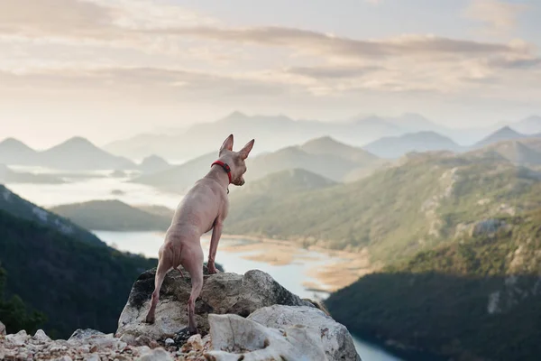 stock image the dog stands on the stones against the backdrop of the lake and mountains. American Hairless Terrier near the water. Vacation with a pet