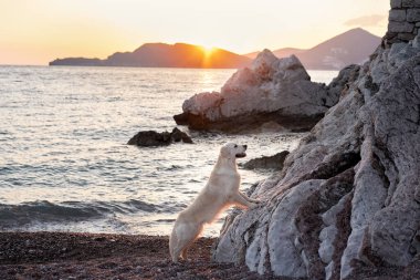 Gün batımında güzel köpek denizde kayanın üzerinde. Doğadaki Golden Retriever. Yürüyüşe çıkmış bir hayvan.