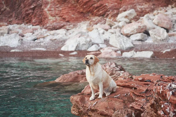 stock image Wet dog on a stone against the background of the sea and mountains. Labrador Retriever in nature