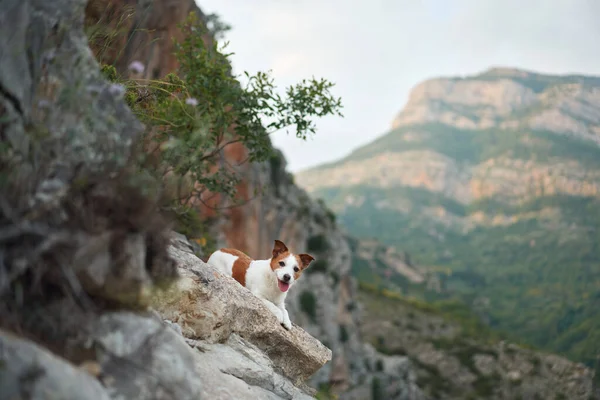 stock image dog on a stone at mountains. Hiking with a Pet. Jack Russell Terrier in nature. Travel with dog 