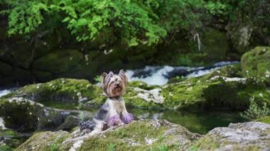 Köpek şelalenin yanındaki yosunların üzerinde. Şirin Yorkshire Teriyeri.