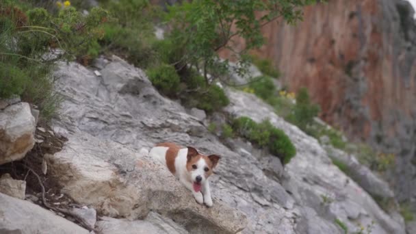 Perro Una Piedra Las Montañas Senderismo Con Una Mascota Jack — Vídeo de stock