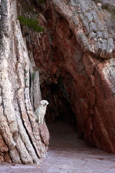 Dog Cave Rocks Golden Retriever Nature Traveling Pet — Stock Photo, Image